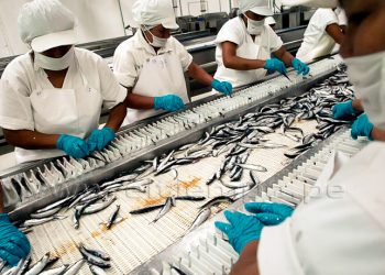 Comité de Pesca y Acuicultura de la SNI espera que continúen políticas de apoyo al consumo humano