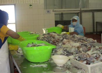 En los primeros cuatro meses del 2019 Procesamiento pesquero para consumo humano se crece en 60 por ciento