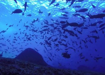 El océano podría ofrecer la cura para la pandemia del coronavirus