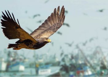 Bio Control Aviar: el control más eficaz para la industria pesquera