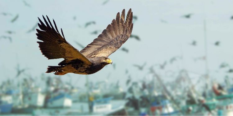 Bio Control Aviar: el control más eficaz para la industria pesquera