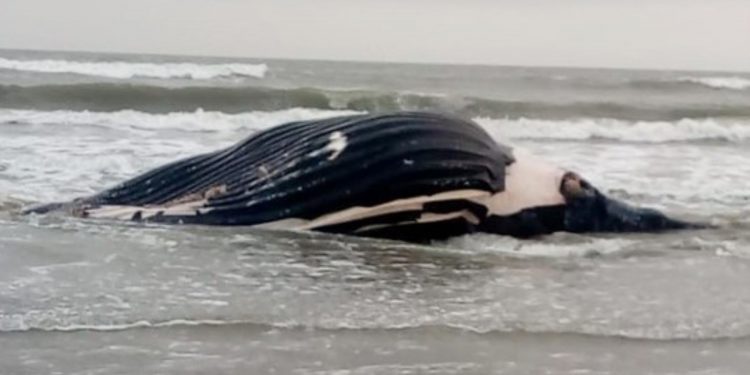 Lambayeque: Imarpe reporta varamiento de ballena jorobada en Puerto Eten