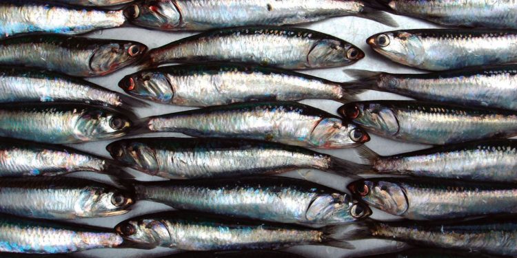 Establecen límite máximo de captura para consumo humano directo de anchoveta