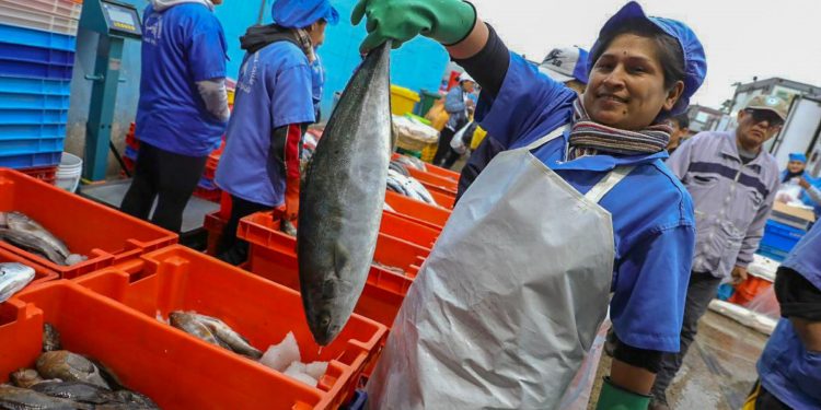 Pescadores artesanales comercializaron 23 toneladas de pescado en ferias «Mi Pescadería»