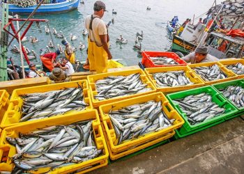 Sector pesquero será clave para la reactivación económica: aportará más de US$ 1,000 millones a PBI