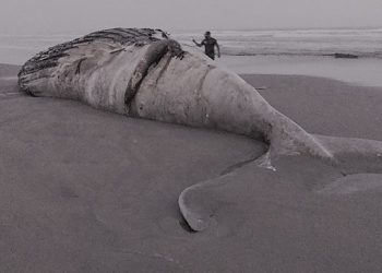 Imarpe informó sobre un segundo varamiento de ballena jorobada en Lambayeque