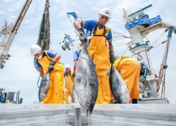 El problema del atún: el recurso que consumimos, pero que no pescamos lo suficiente