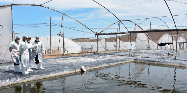 Sanipes da a conocer resultados en gestión sanitaria acuícola a nivel nacional