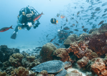 Reserva Nacional de Paracas: la diversa fauna marina costera que vive en ese ecosistema