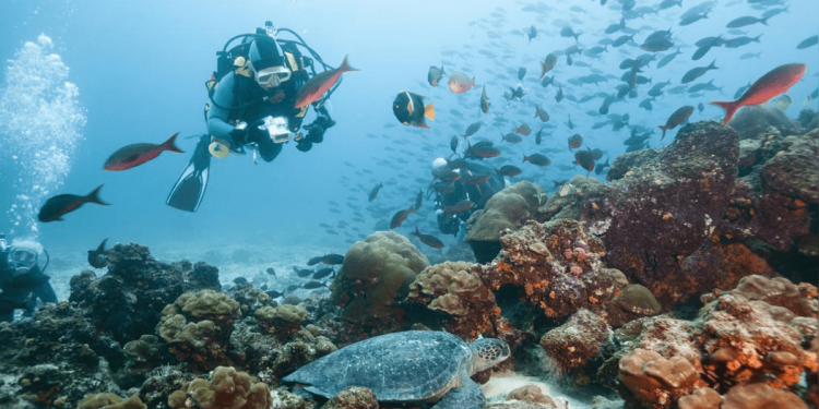 Reserva Nacional de Paracas: la diversa fauna marina costera que vive en ese ecosistema