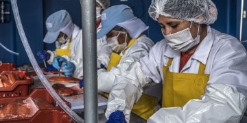 Perú financia proyectos de innovación pesqueros y acuícolas por S/ 1.9 millones