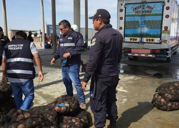 Piura: se han decomisado más de 21 toneladas de conchas de abanico en lo que va del año