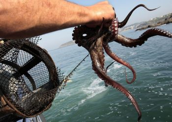 Produce propone cuota de 38.3 toneladas anuales para extraer pulpo en Moquegua