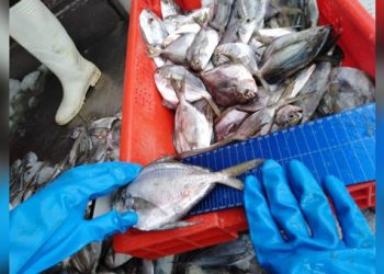 Pescadores de Tumbes denuncian la extracción de especies sin la tallla mínima para su comercialización