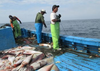 Pescadores peruanos unen fuerzas para combatir la pesca ilegal del calamar gigante