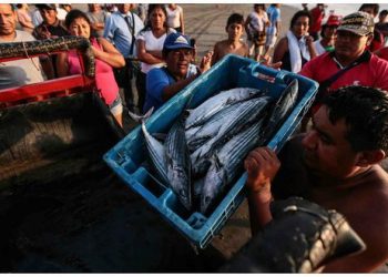 Producción para consumo humano directo identifica oportunidad a partir del salmón de Estados Unidos