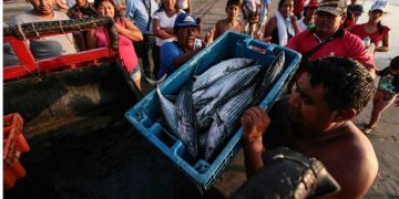 Producción para consumo humano directo identifica oportunidad a partir del salmón de Estados Unidos