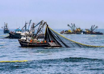 Despachos tradicionales pesqueros se recuperaron en julio y crecieron un 22.5%