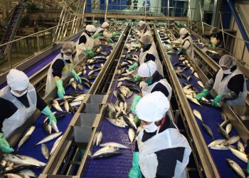 Sector pesquero se reinventa: apuesta por la diversificación para recuperarse