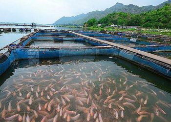 La acuicultura: la gran opción para revertir crisis sanitaria, económica y laboral