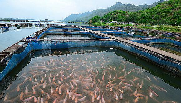 La acuicultura: la gran opción para revertir crisis sanitaria, económica y  laboral – Revista Pesca & Medio Ambiente