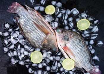 La tilapia: la especie con mayores tasas de crecimiento a nivel mundial