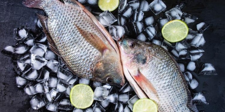 La tilapia: la especie con mayores tasas de crecimiento a nivel mundial