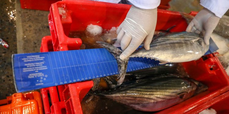 Ministerio de la Producción decomisó más de 5,700 toneladas de recursos hidrobiológicos