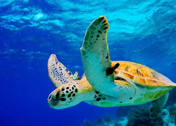 Piura: Imarpe realizó el monitoreo de varamientos de tortuga verde del Pacífico Este en el Estuario de Virrilá