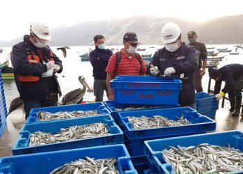 Produce estableció veda de pejerrey a partir del 21 de setiembre
