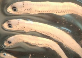 Imarpe inicia evaluación del stock norte-centro de anchoveta con crucero de estimación de biomasa desovante