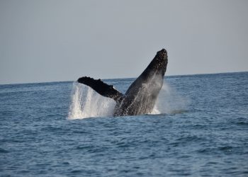 Perú está nominado a mejor Destino de Avistamiento de Ballenas de Sudamérica