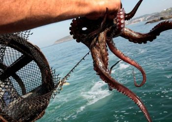 Moquegua: Produce aprueba normatividad para el aprovechamiento sostenible del pulpo en Punta Coles