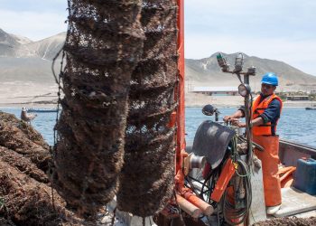 Imarpe comienza monitoreo para evaluar biomasa de concha de abanico