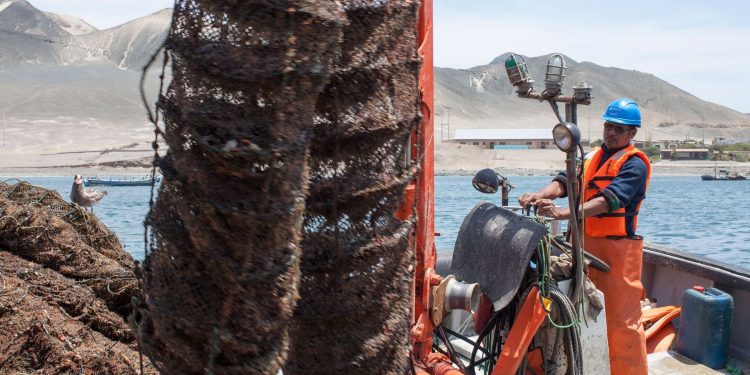 Imarpe comienza monitoreo para evaluar biomasa de concha de abanico