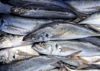 Cayetana Aljovín: «Más jurel para más peruanos»