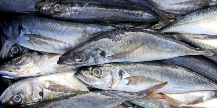 Cayetana Aljovín: «Más jurel para más peruanos»