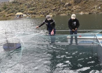 Impulso a la acuicultura: siembran 73 mil alevinos de paco y trucha en la selva de Puno