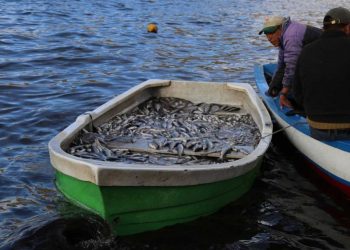 Autoridad Binacional del Lago Titicaca exhortó a la población a respetar la veda de pesca