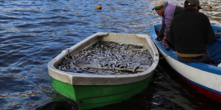 Autoridad Binacional del Lago Titicaca exhortó a la población a respetar la veda de pesca