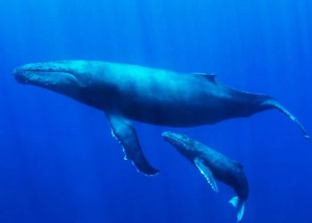 Día Mundial de los Mares: la insondable belleza del mar del norte de Perú