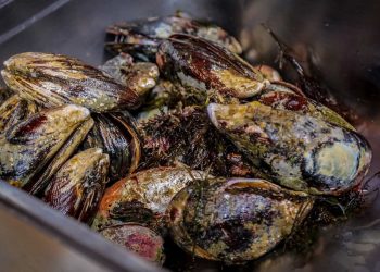 Ministerio de la Producción autoriza pesca exploratoria del recurso hidrobiológico choro