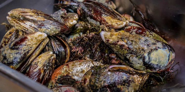 Ministerio de la Producción autoriza pesca exploratoria del recurso hidrobiológico choro