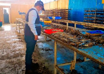 Chimbote: incautan más de 12 mil conservas de pescado en planta clandestina