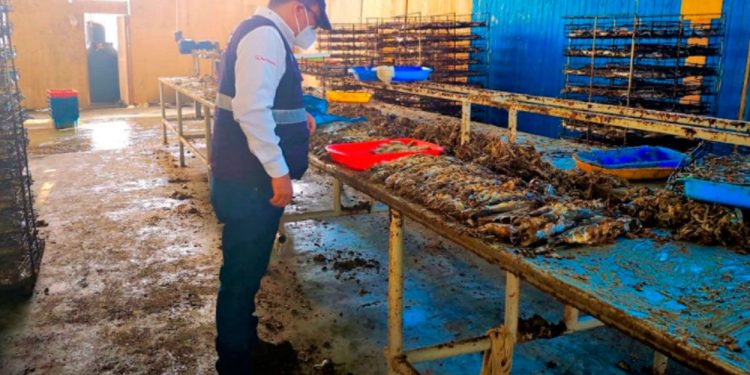 Chimbote: incautan más de 12 mil conservas de pescado en planta clandestina