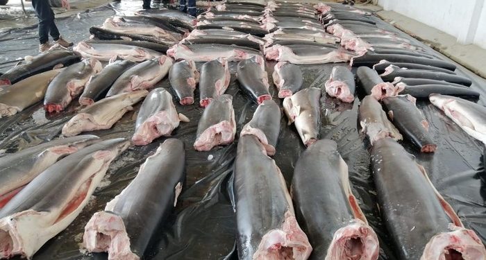 Perú cierra el paso al tráfico ilegal de tiburones procedente de Ecuador