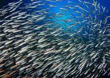 Vida submarina y pesca responsable: dos caras de la misma moneda