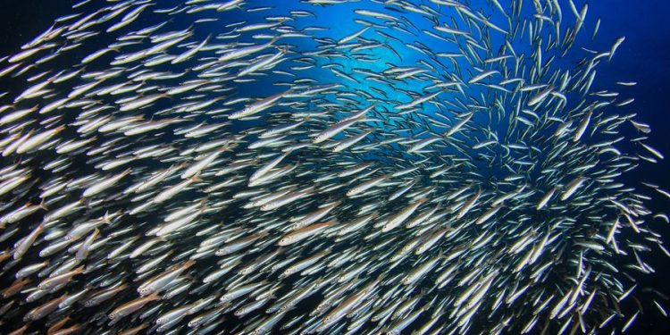 Vida submarina y pesca responsable: dos caras de la misma moneda