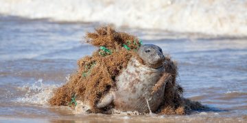 Redes fantasmas: hasta un millón de toneladas de aparejos de pesca son abandonados cada año en el mar