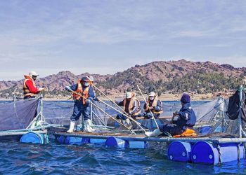 Puno: se realizó campaña de vacunación de trucha para prevenir enfermedades